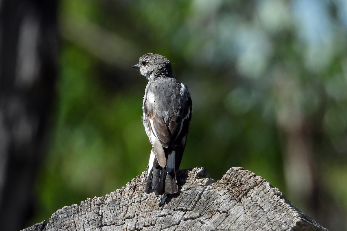 Hooded Robin - ML646430742
