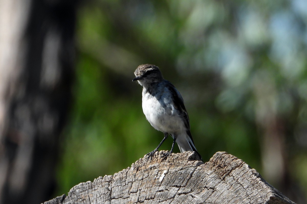 Hooded Robin - ML646430743