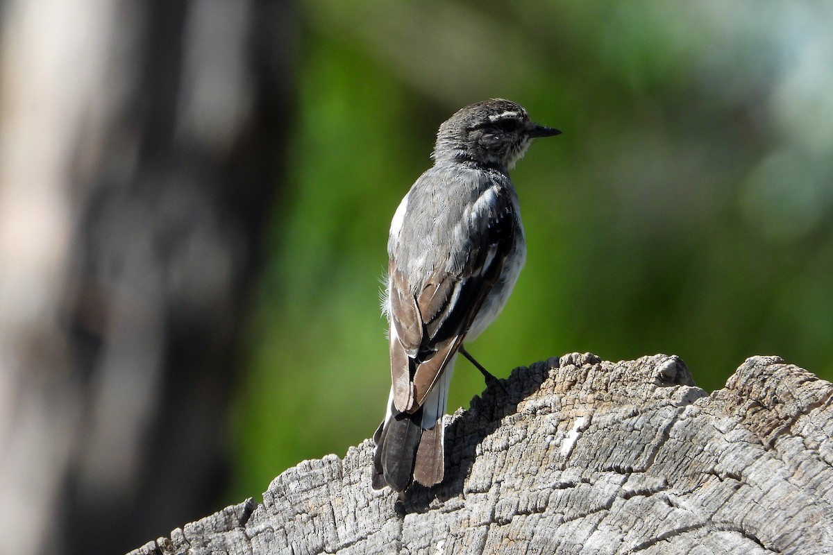Hooded Robin - ML646430744