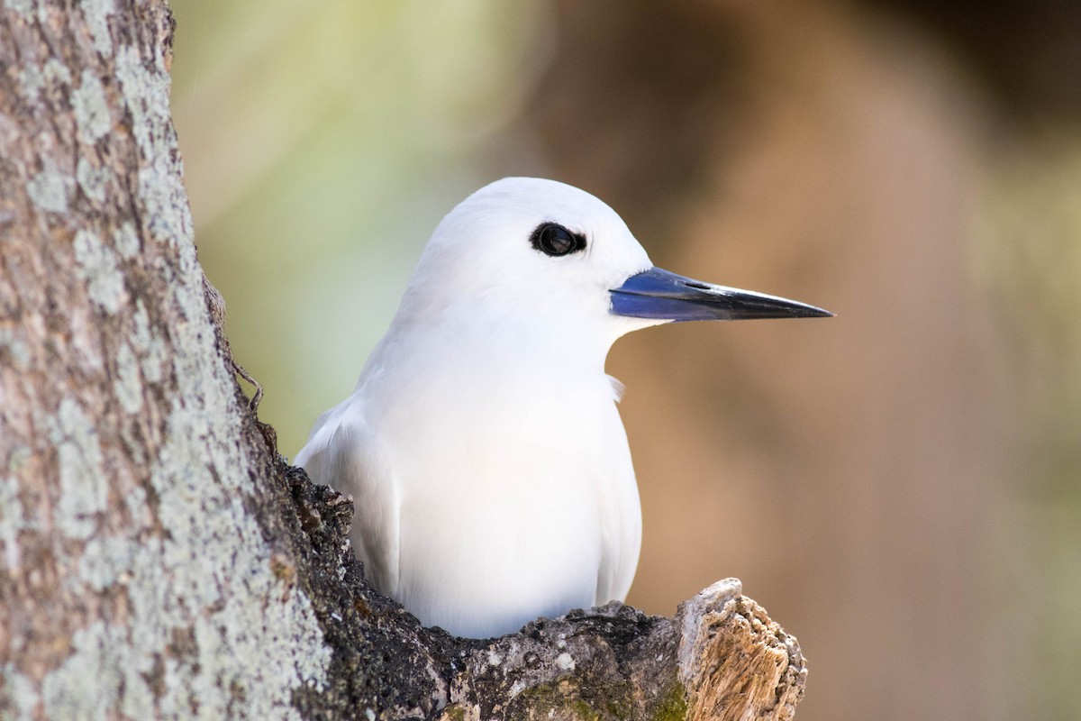 Blue-billed White-Tern - ML646430745