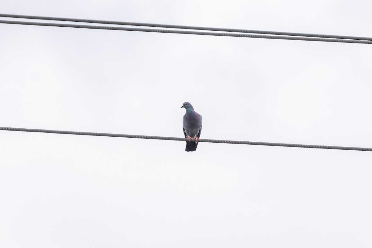 יונת בית - ML646430746