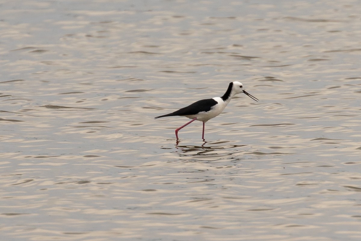 Pied Stilt - ML646430747