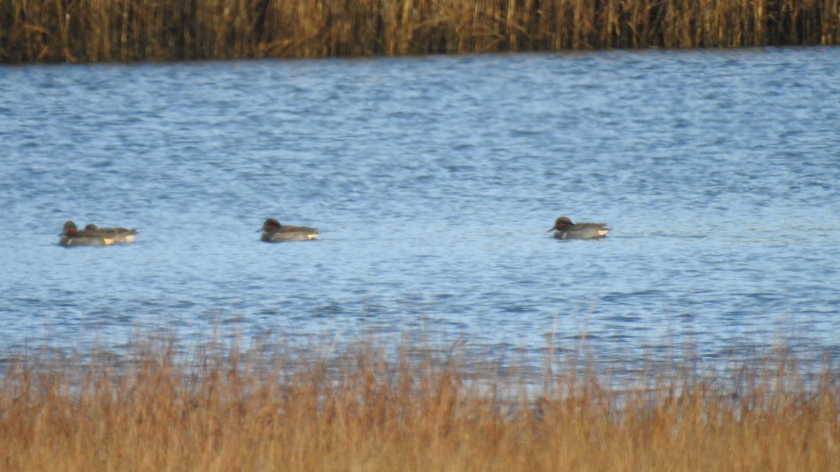 Green-winged Teal - ML646430749