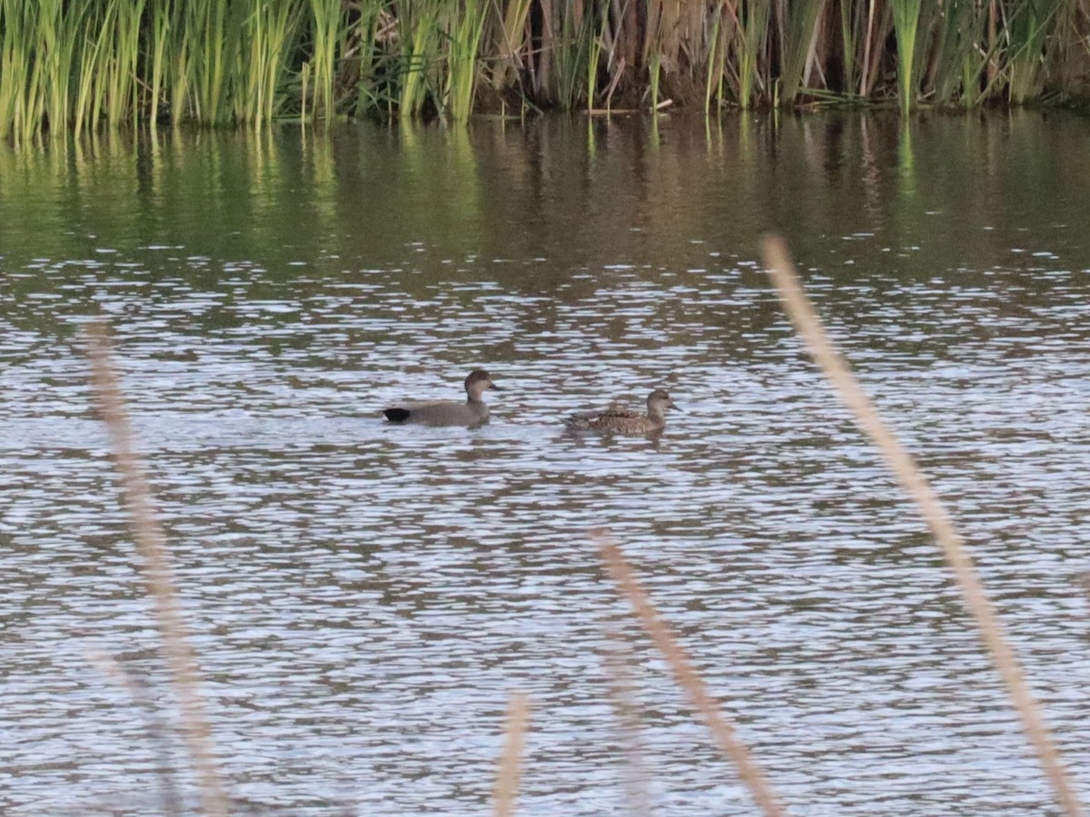 Ánade Friso - ML646430751