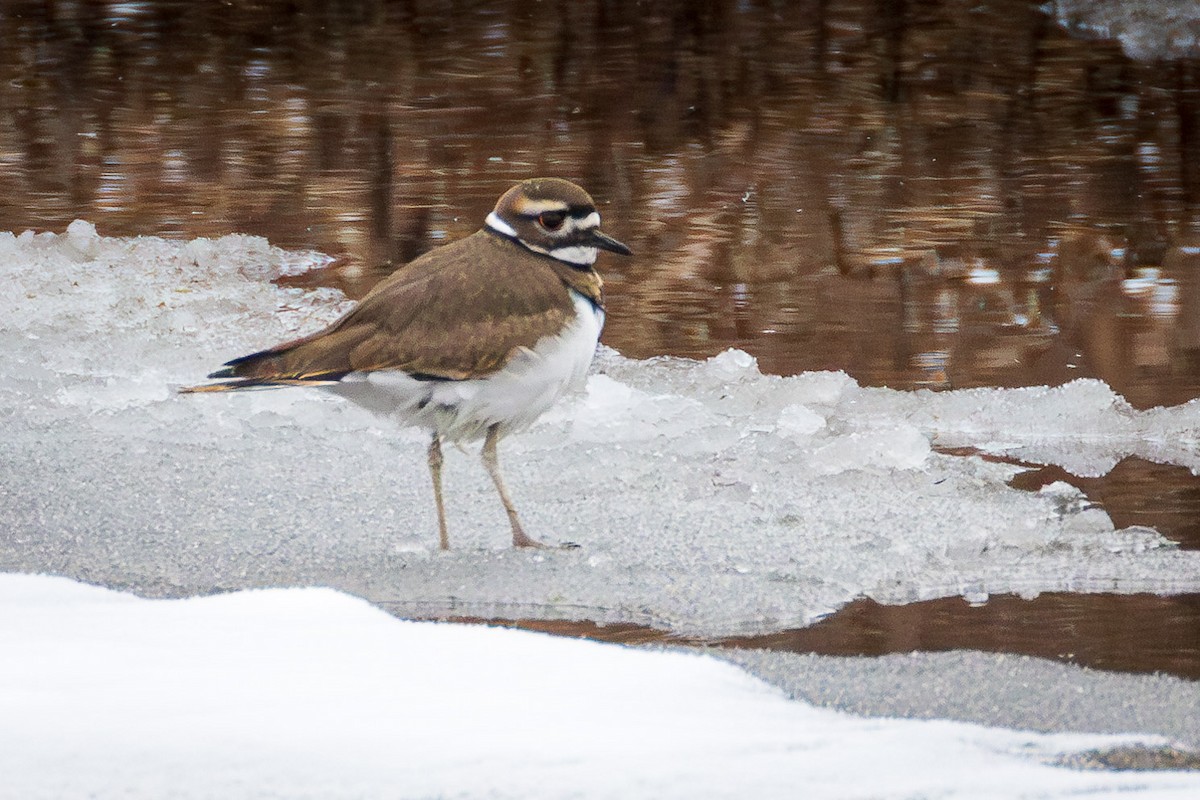 Killdeer - ML646430752