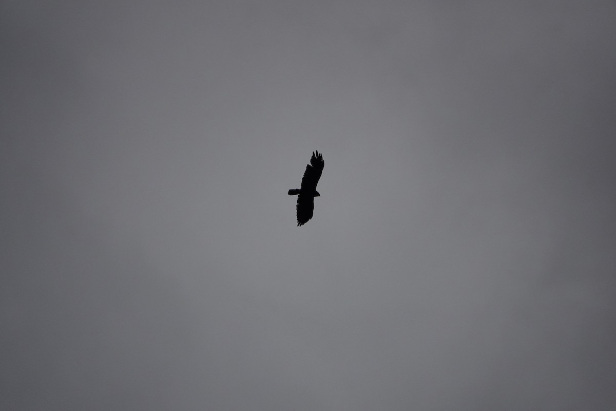 Zone-tailed Hawk - ML646430753