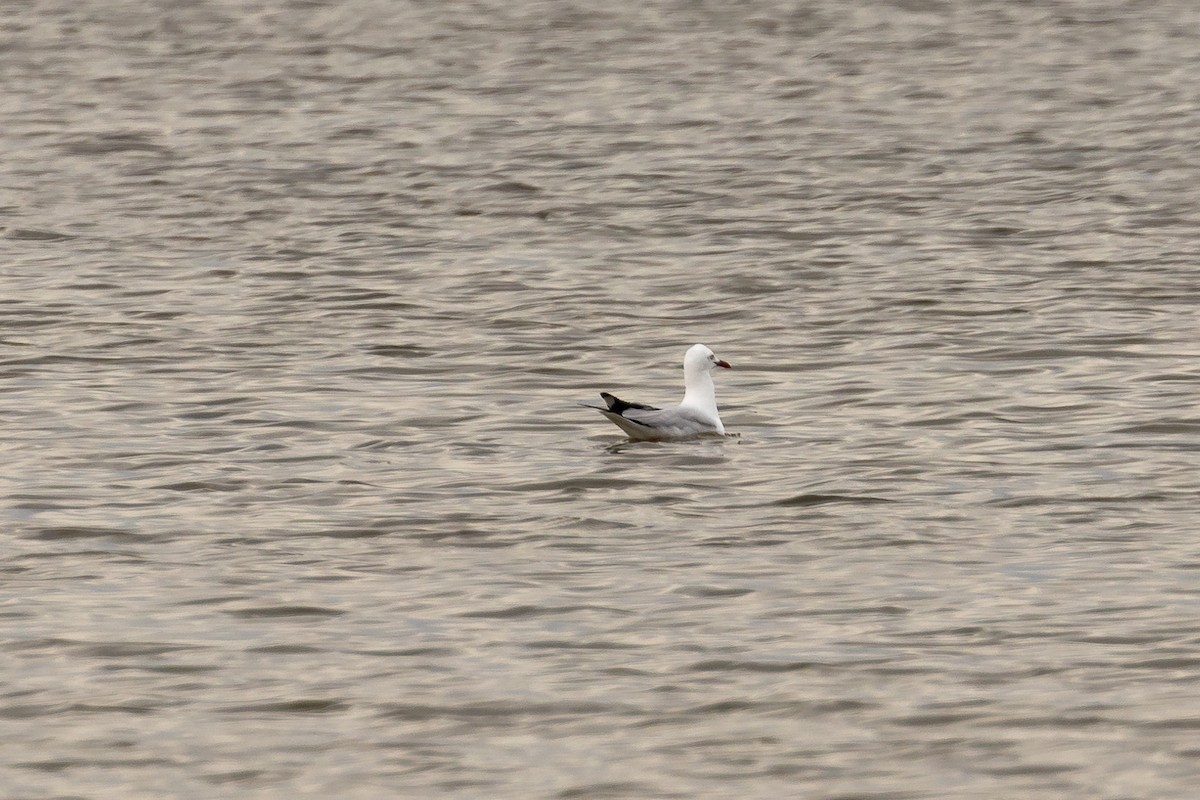 Silver Gull - ML646430754