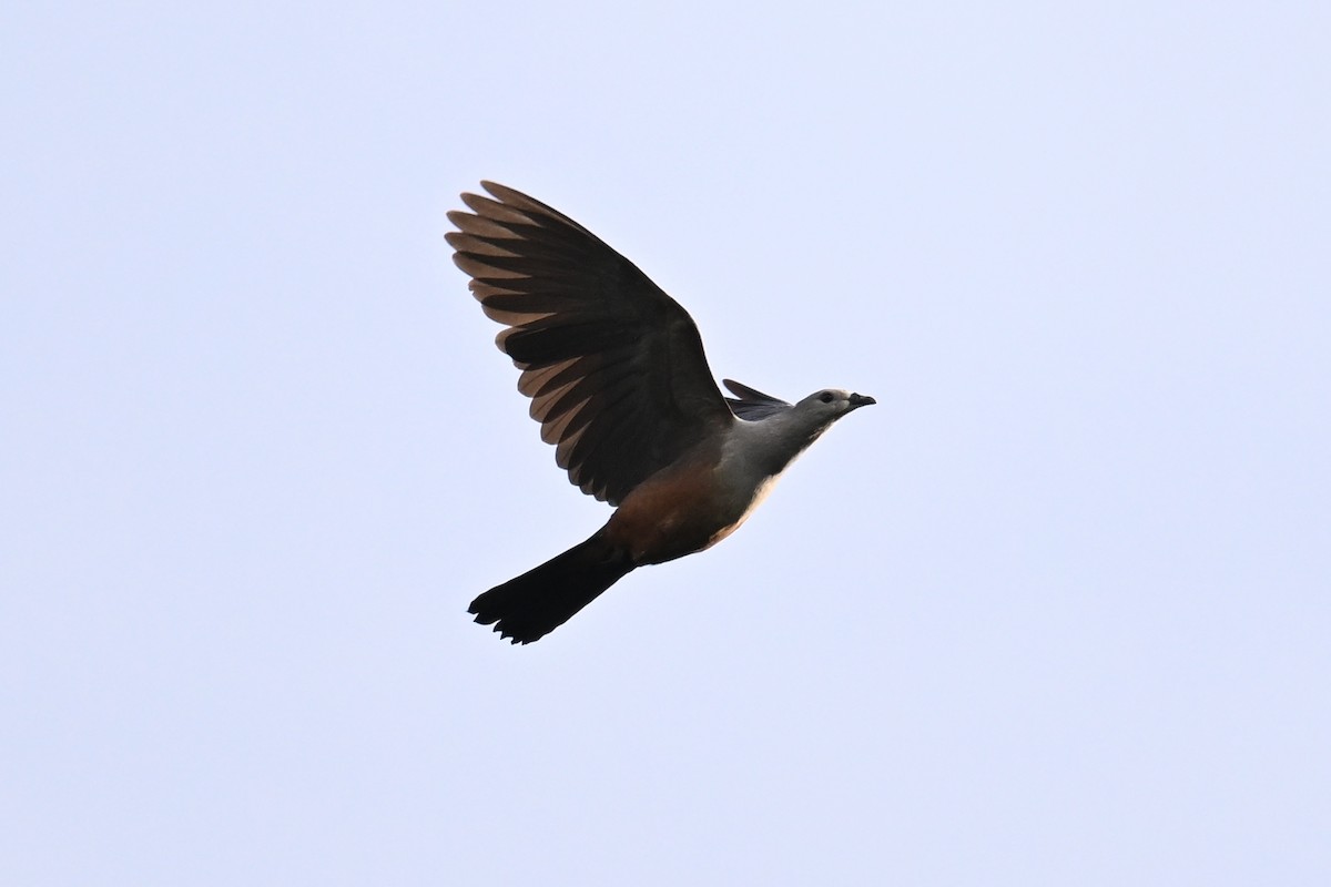 Micronesian Imperial-Pigeon - ML646430755