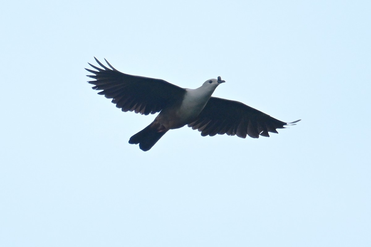 Micronesian Imperial-Pigeon - ML646430756