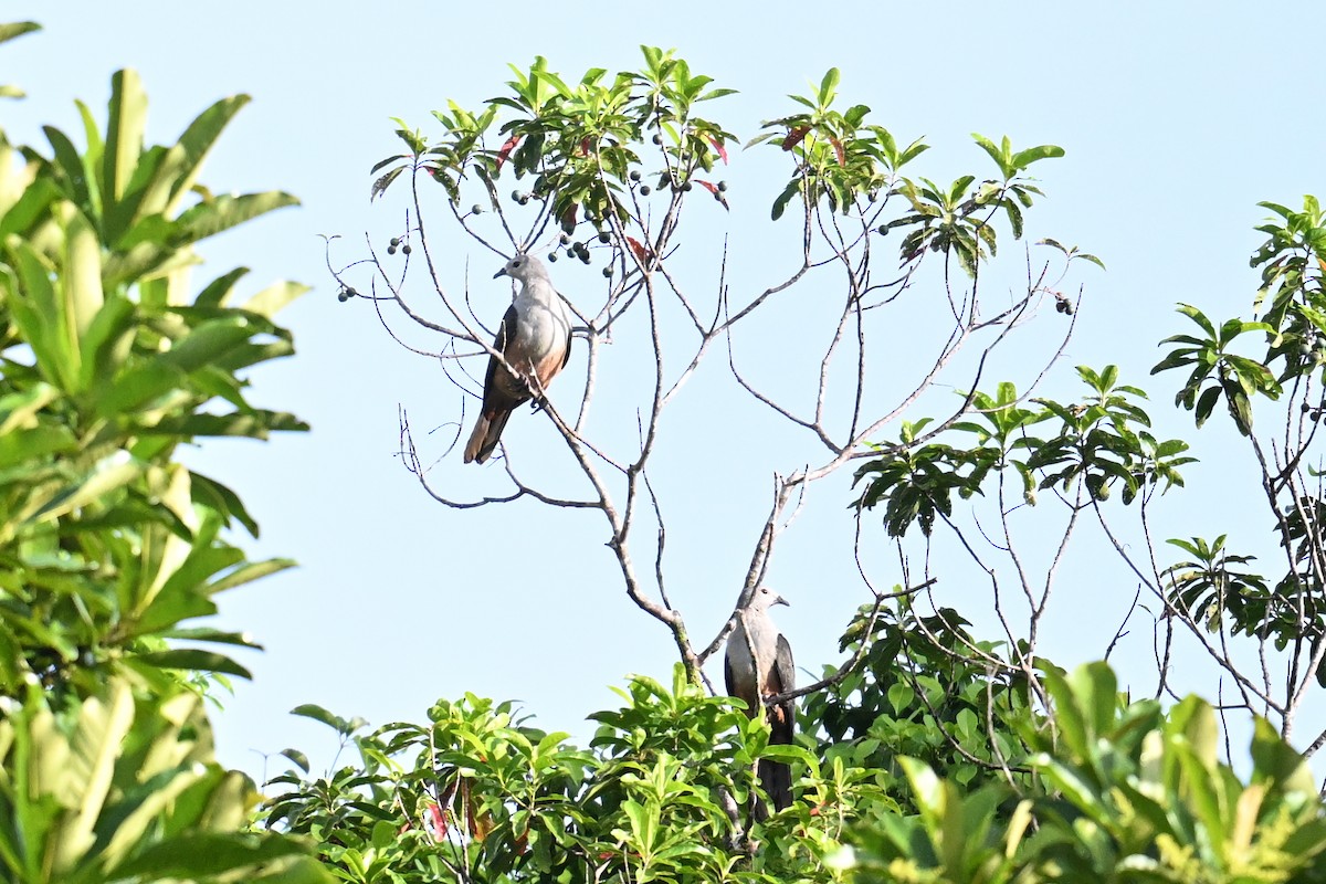 Micronesian Imperial-Pigeon - ML646430758