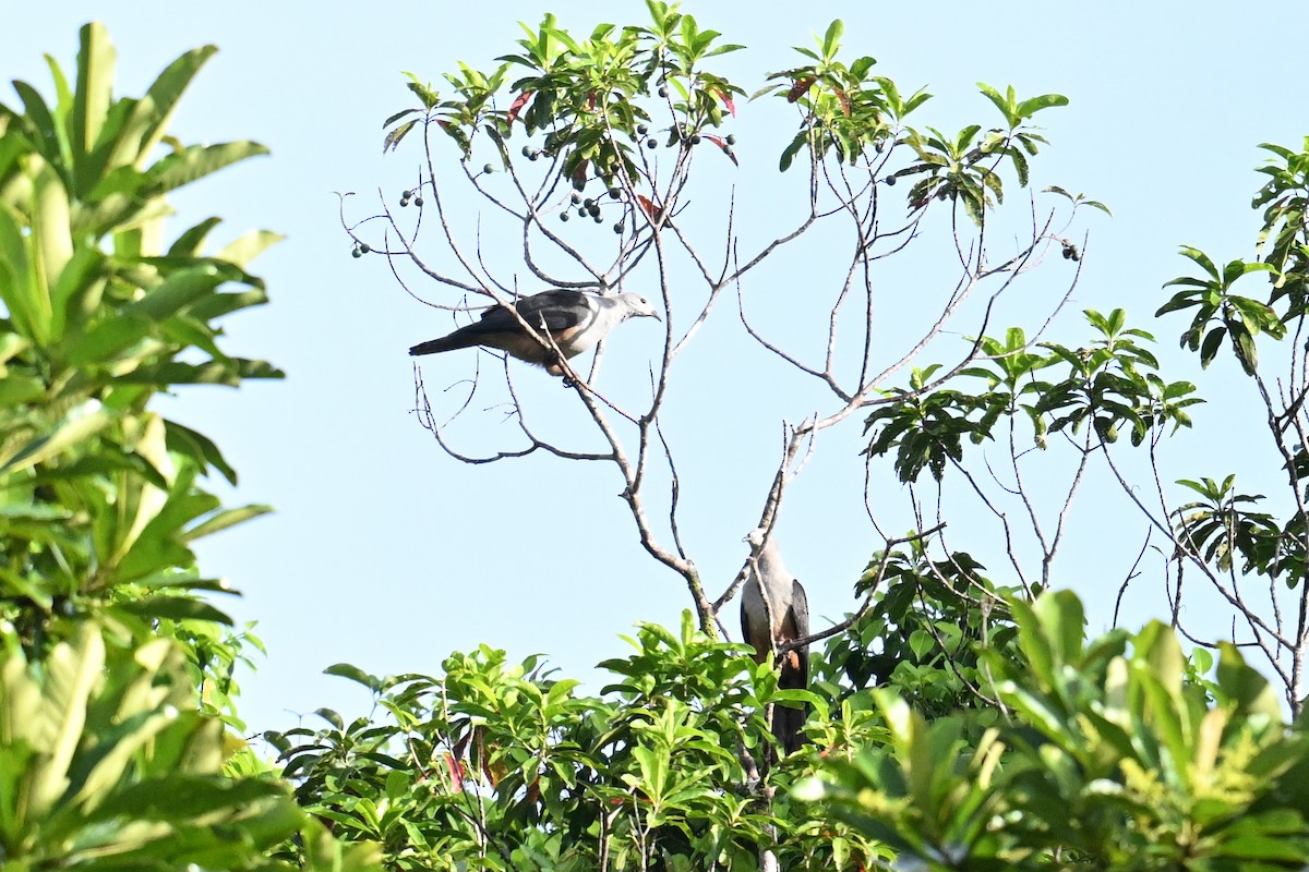 Micronesian Imperial-Pigeon - ML646430759