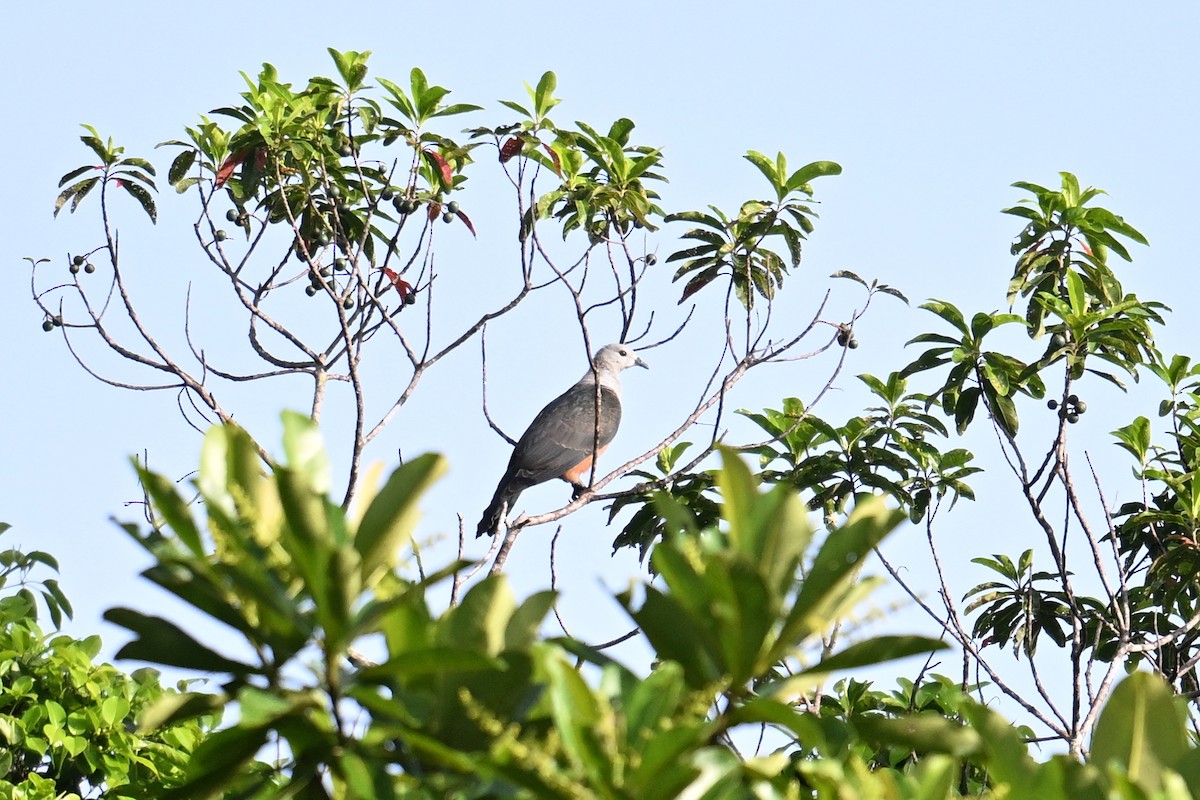 Micronesian Imperial-Pigeon - ML646430760