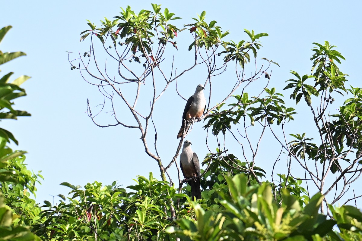 Micronesian Imperial-Pigeon - ML646430761