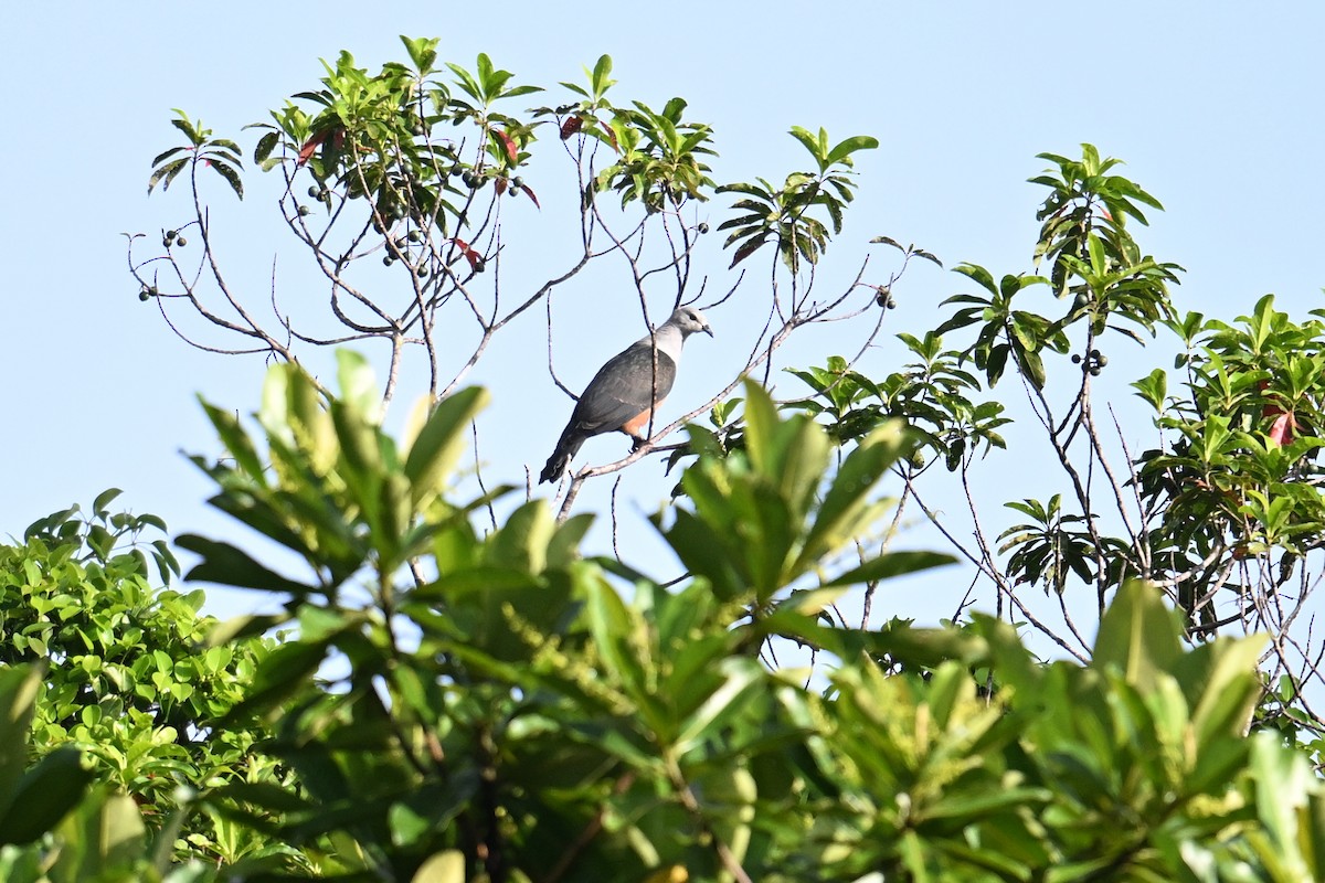 Micronesian Imperial-Pigeon - ML646430762