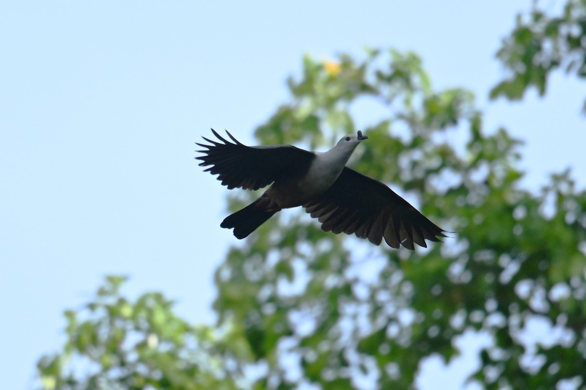 Micronesian Imperial-Pigeon - ML646430763