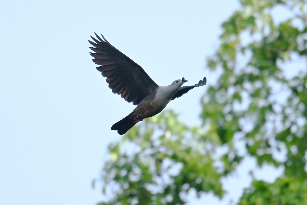 Micronesian Imperial-Pigeon - ML646430764