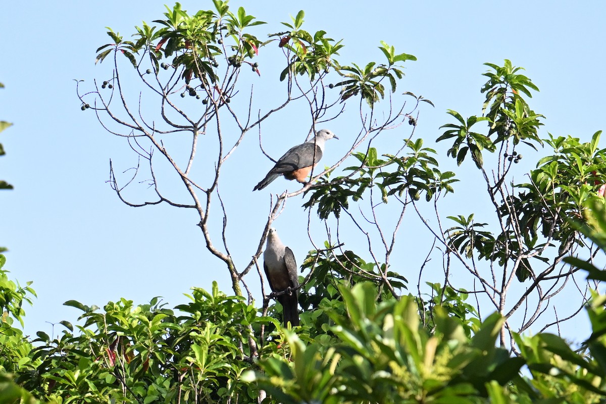 Micronesian Imperial-Pigeon - ML646430765