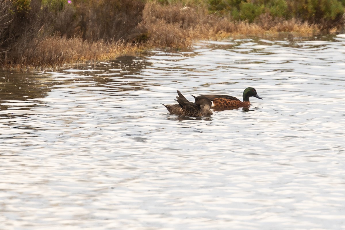 Gray Teal - ML646430766