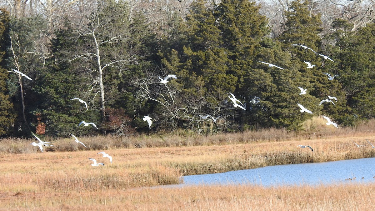 gull sp. - ML646430767