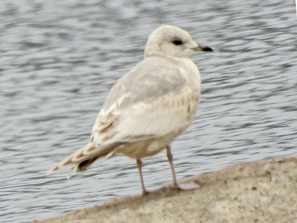 Short-billed Gull - ML646430768