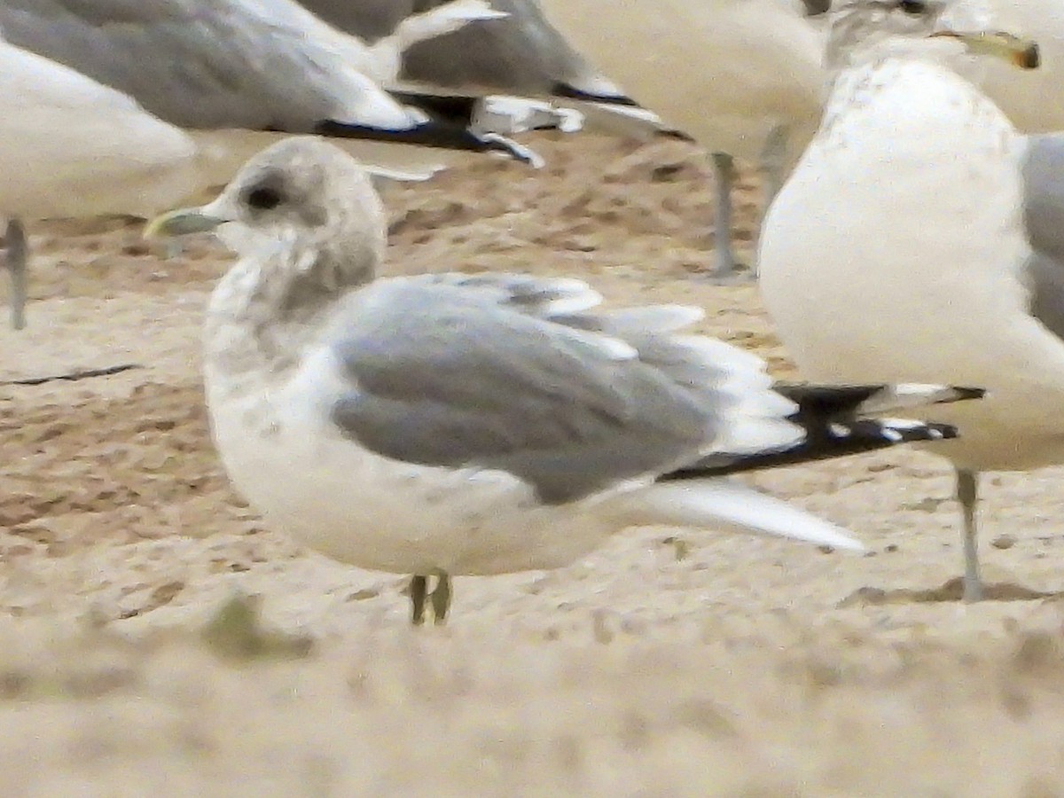 Short-billed Gull - ML646430769