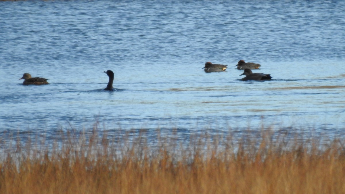 Double-crested Cormorant - ML646430772