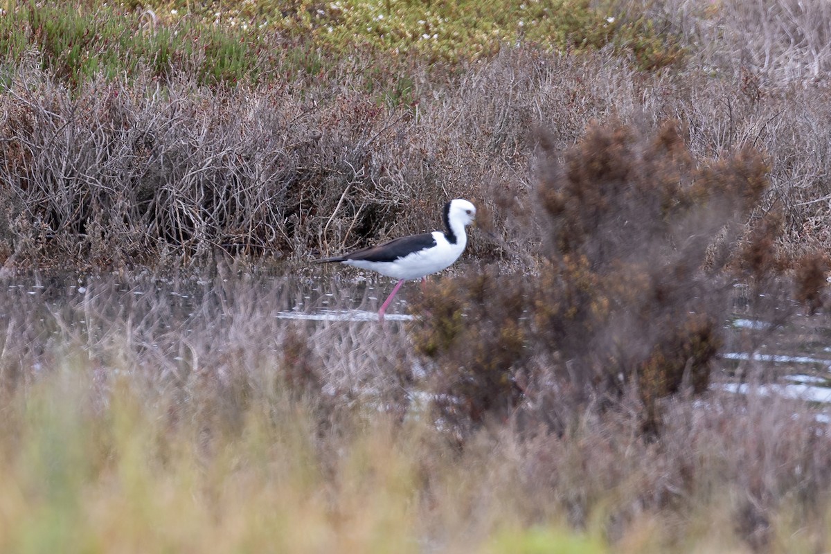 Pied Stilt - ML646430775
