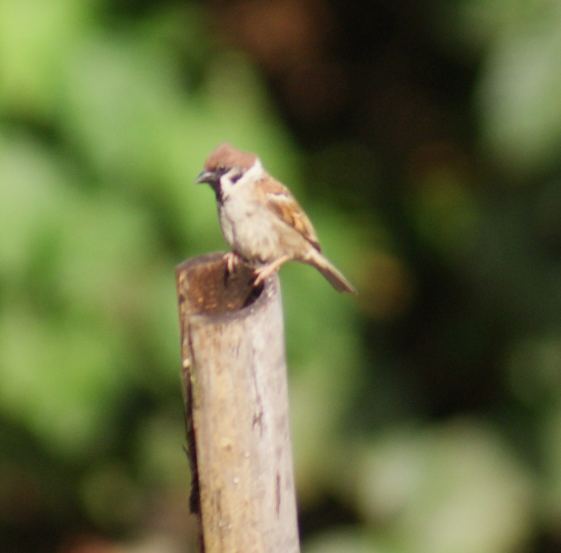 Passera mattugia - ML646430776