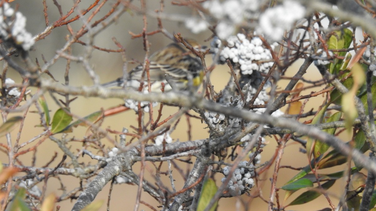 Yellow-rumped Warbler - ML646430777