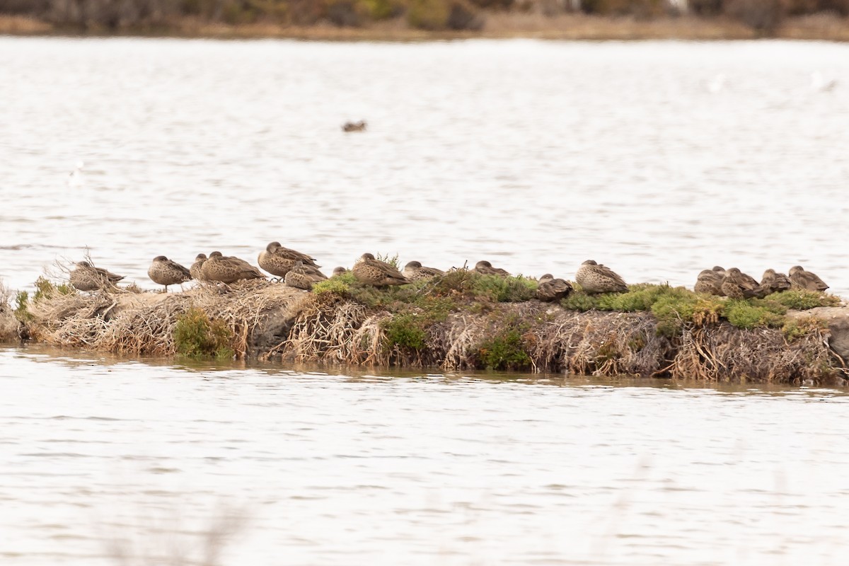 Gray Teal - ML646430778