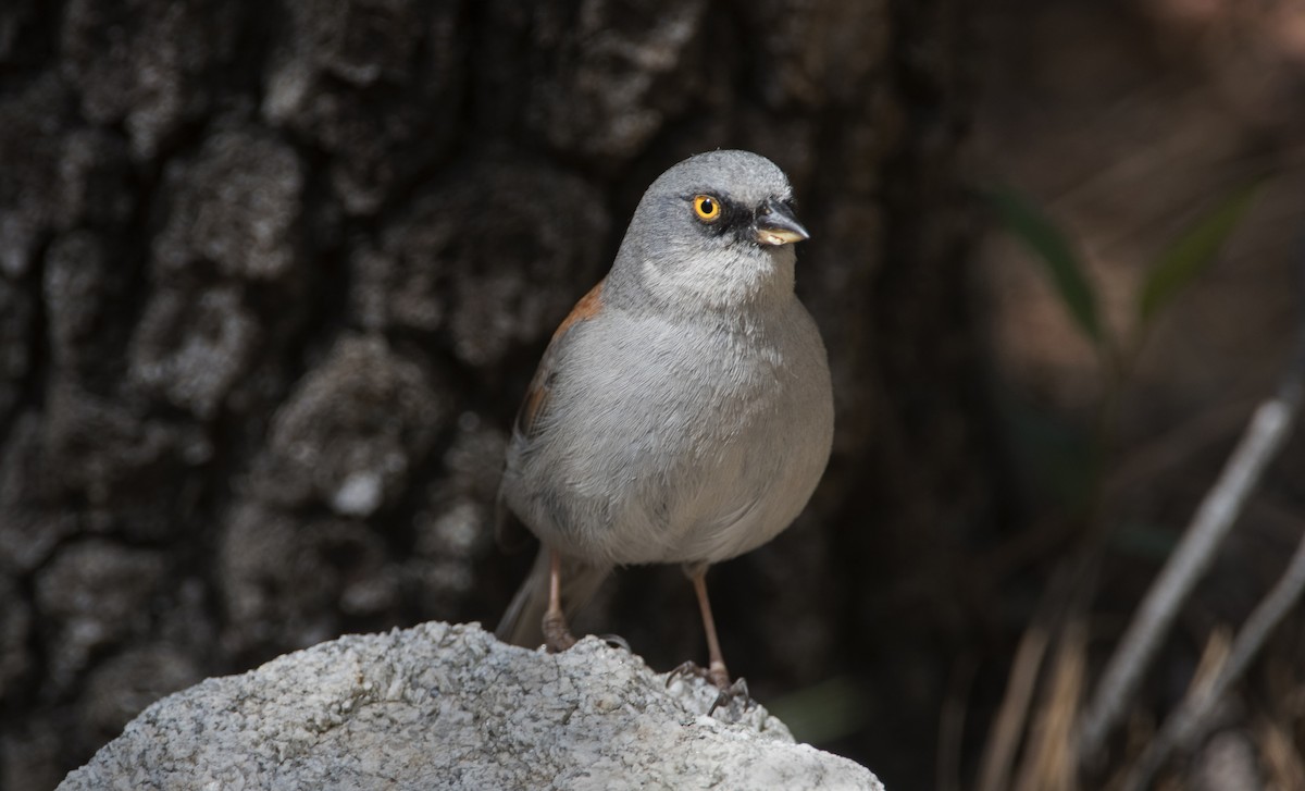 Yellow-eyed Junco - ML646430779