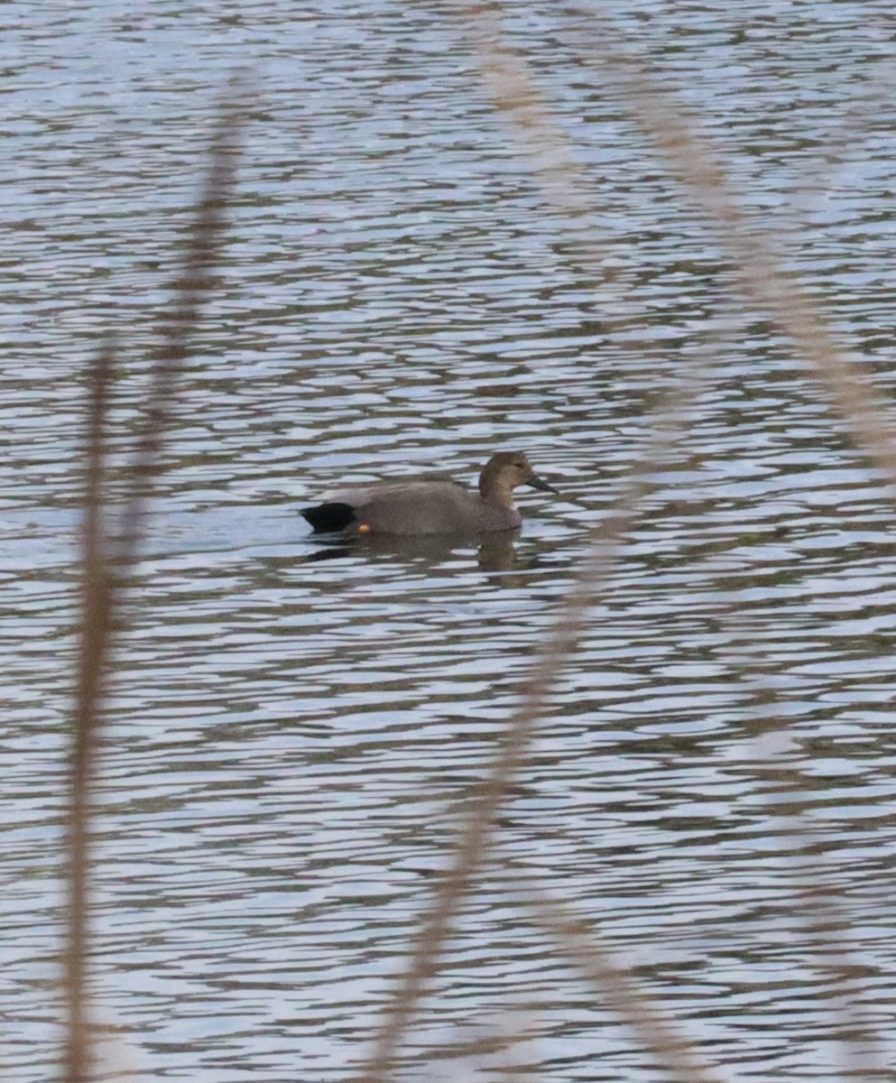 Ánade Friso - ML646430780