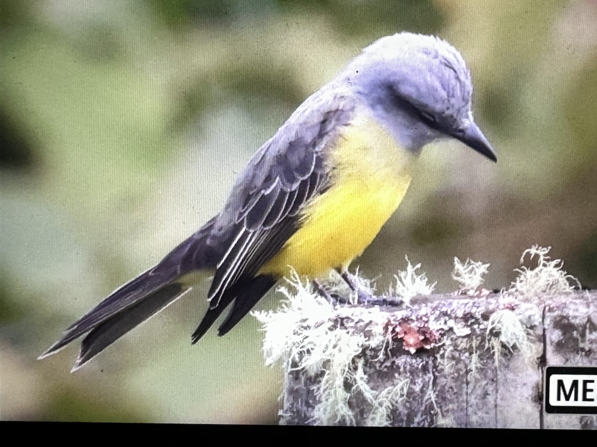 Tyran mélancolique - ML646430781