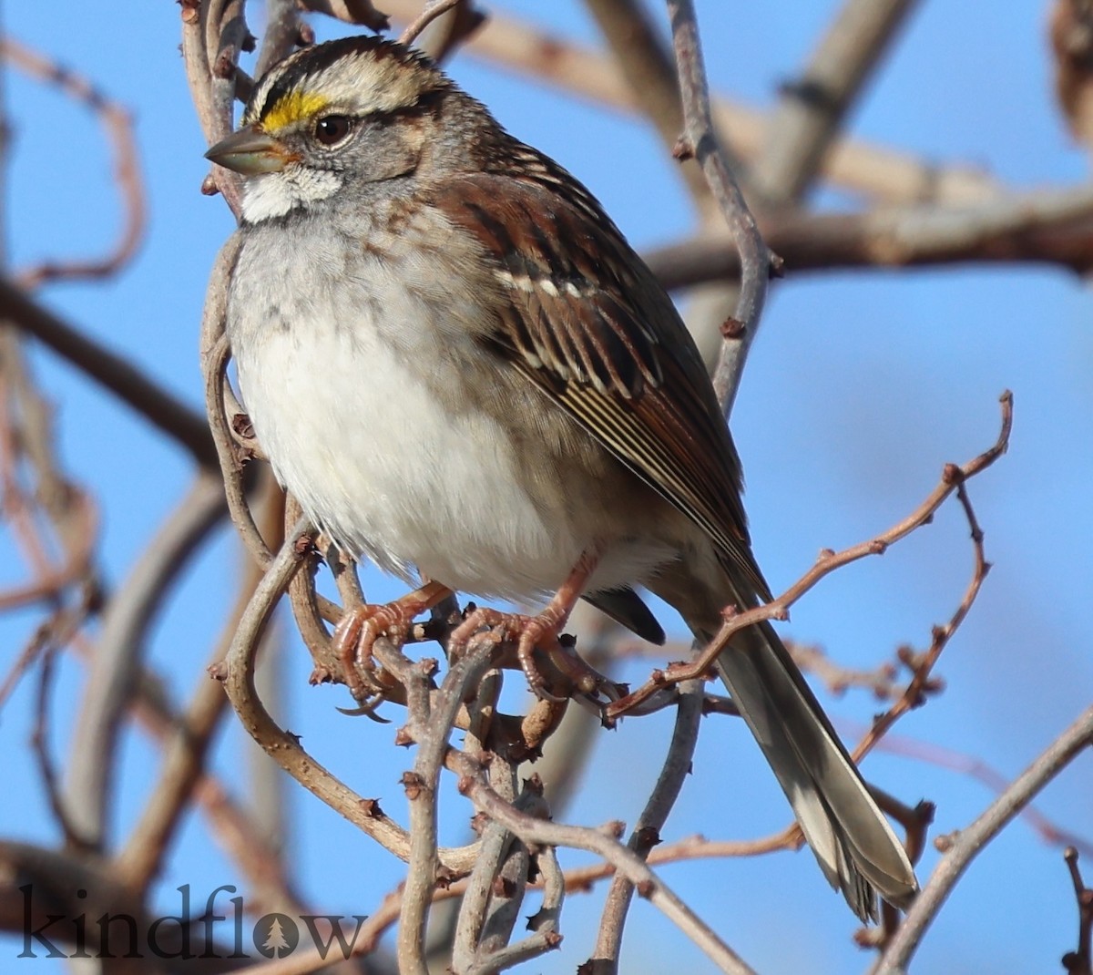 White-throated Sparrow - ML646430782