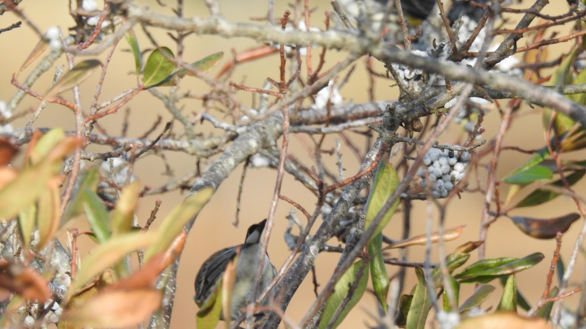 Yellow-rumped Warbler - ML646430783