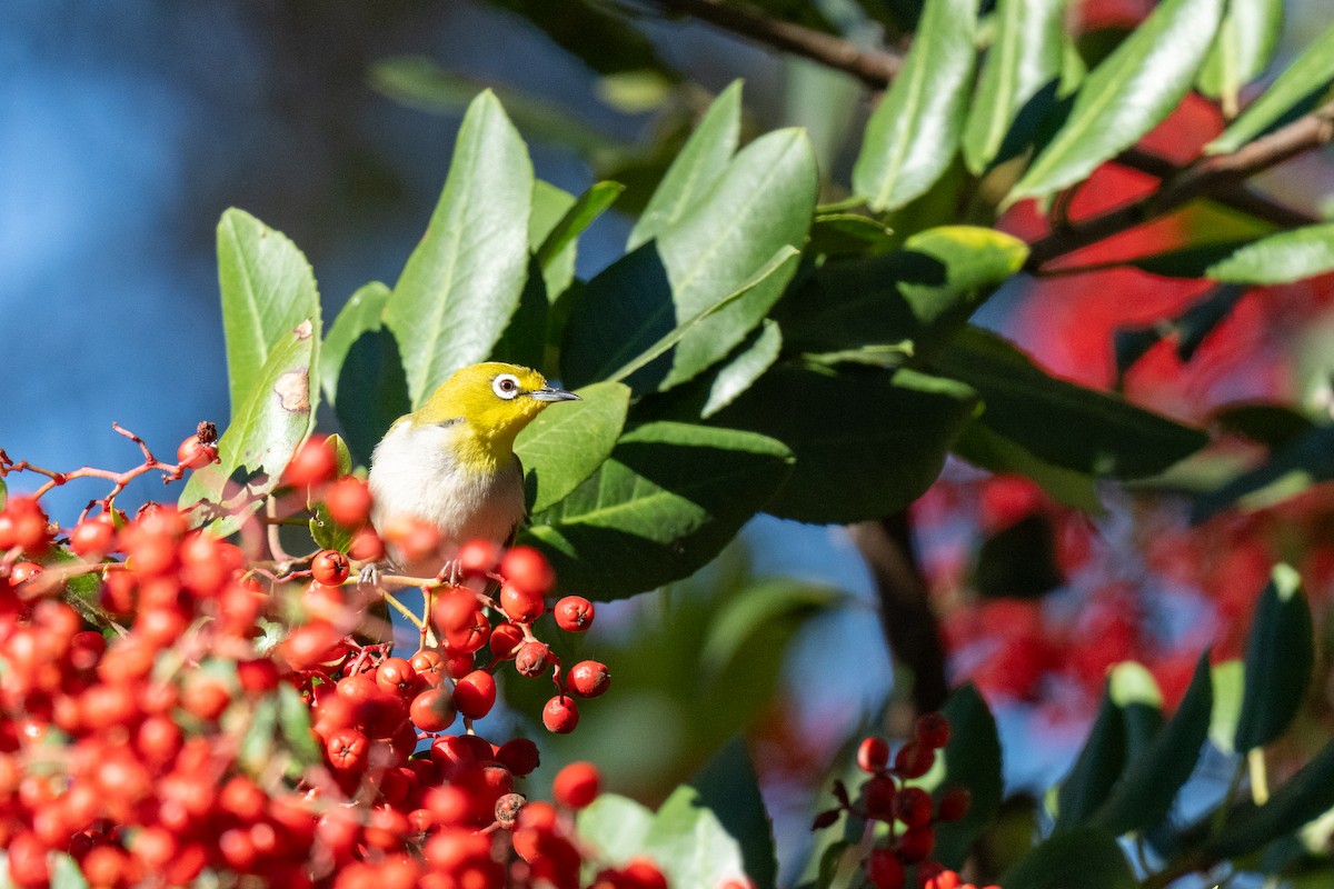Swinhoe's White-eye - ML646430785