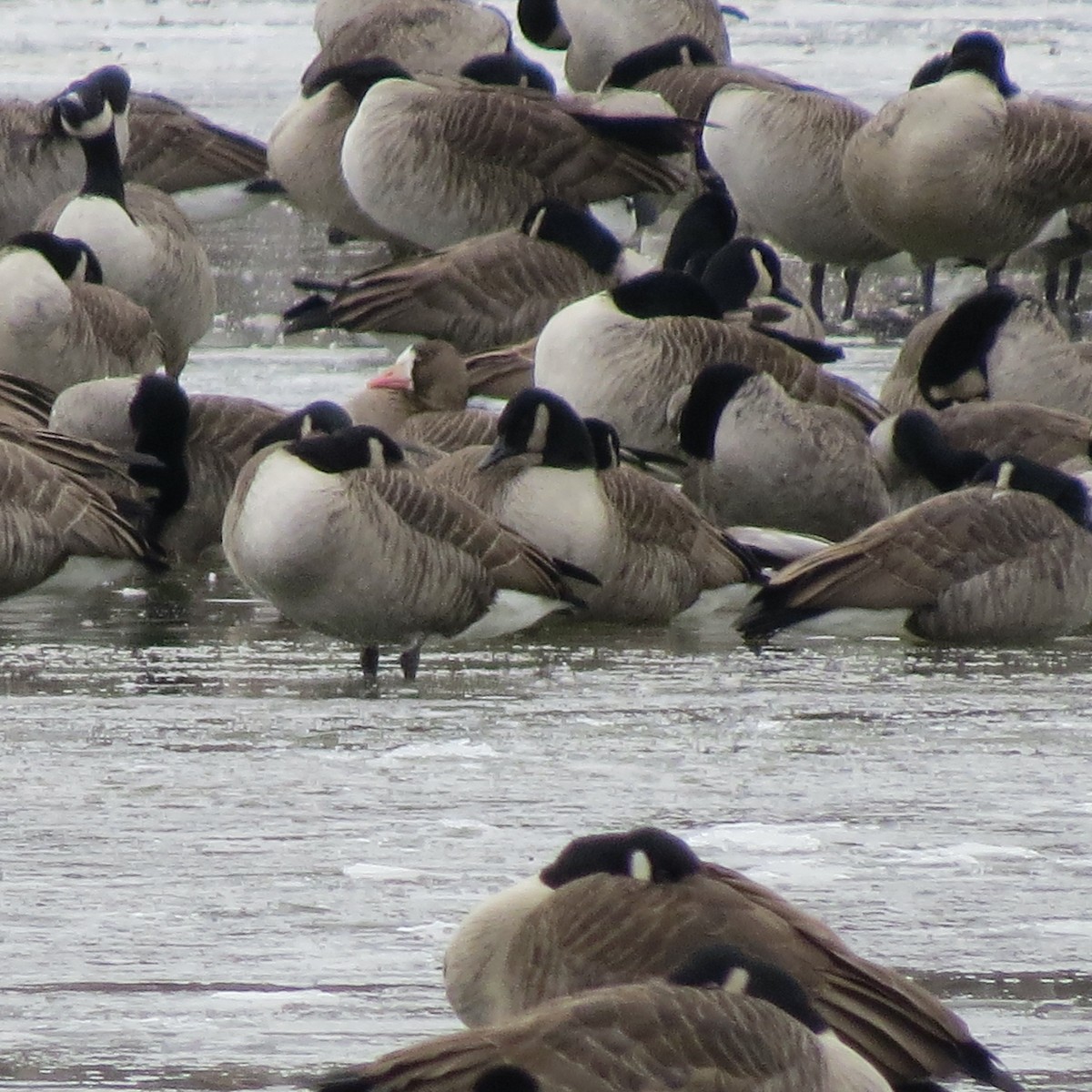 Oie rieuse - ML646430786