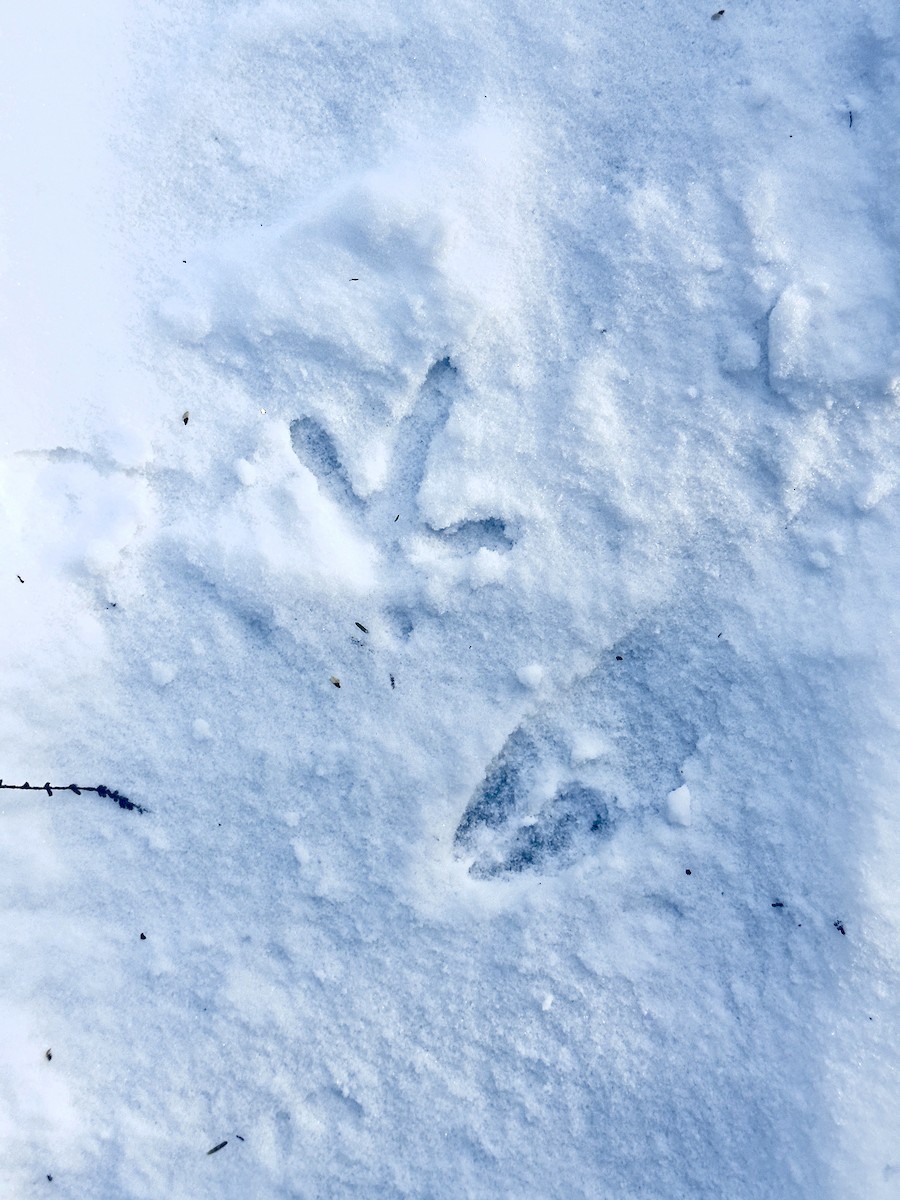 Animals - ML646430788