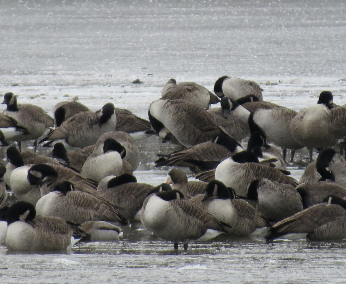 Oie rieuse - ML646430789