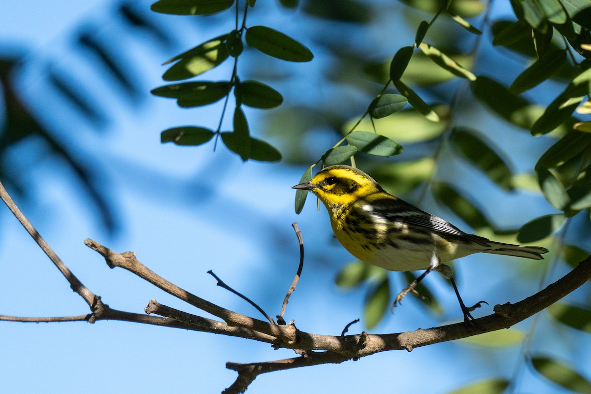 Townsend's Warbler - ML646430790