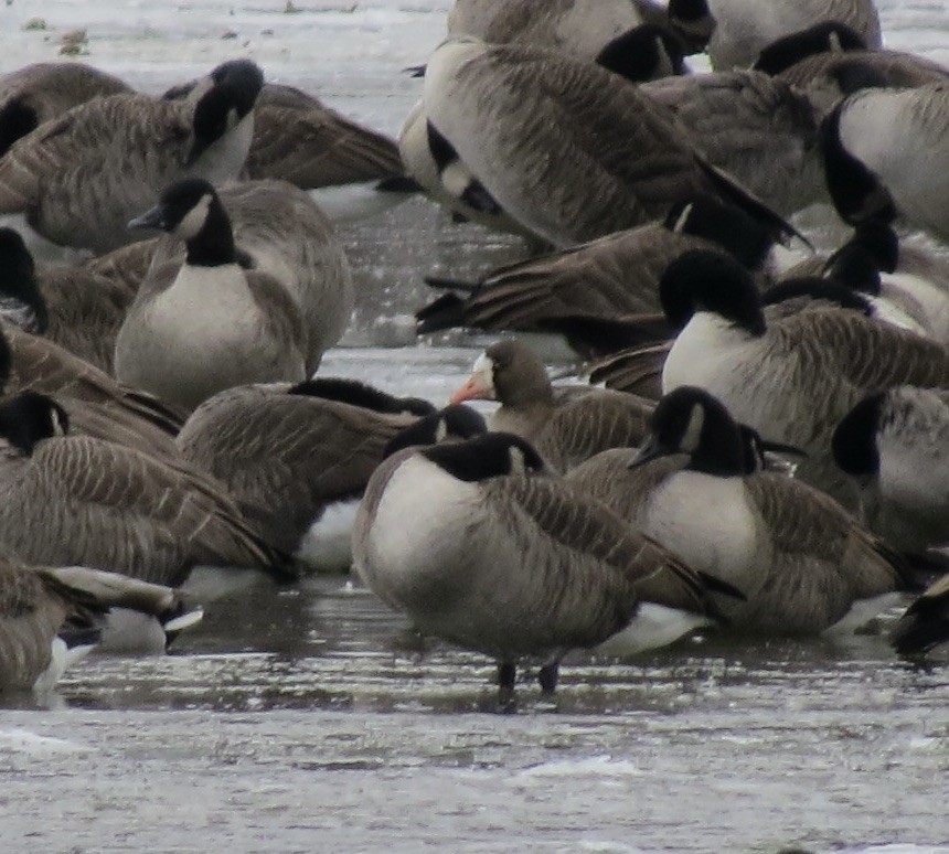 Oie rieuse - ML646430791