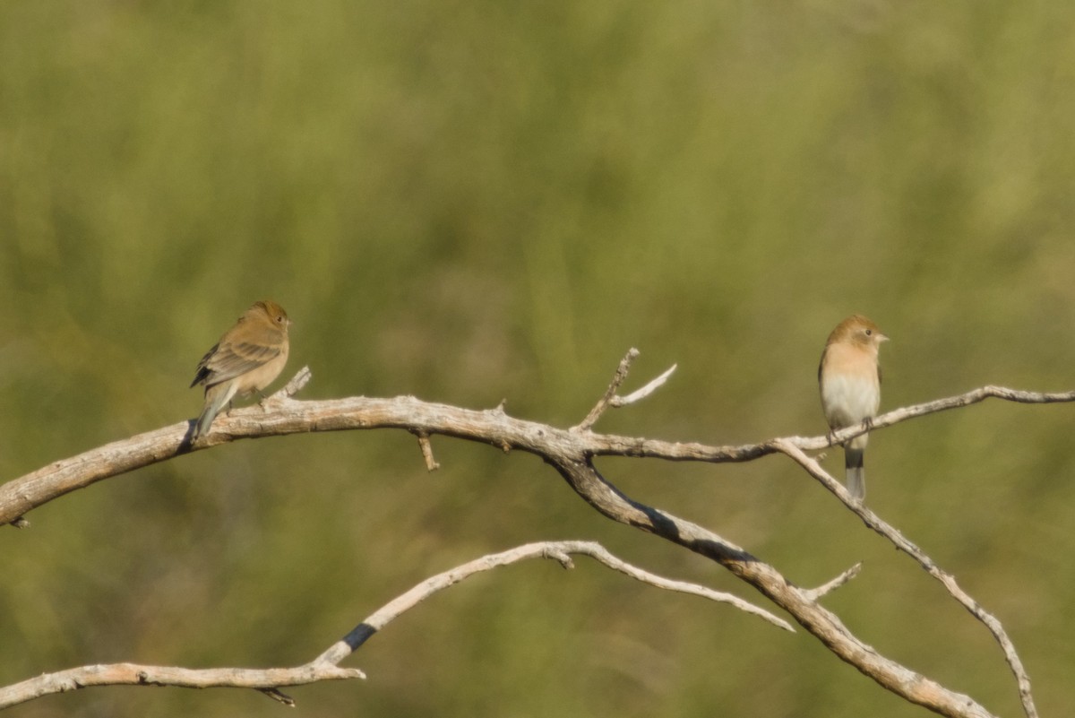 Lazuli Bunting - ML646430792