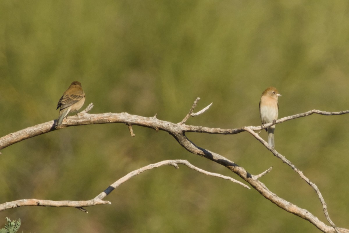 Lazuli Bunting - ML646430793