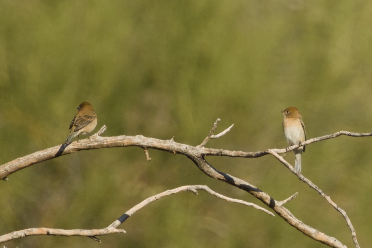 Lazuli Bunting - ML646430794