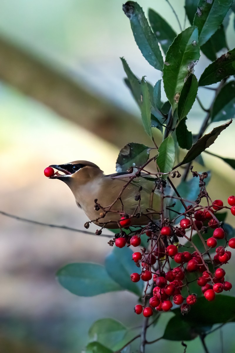 Cedar Waxwing - ML646430795