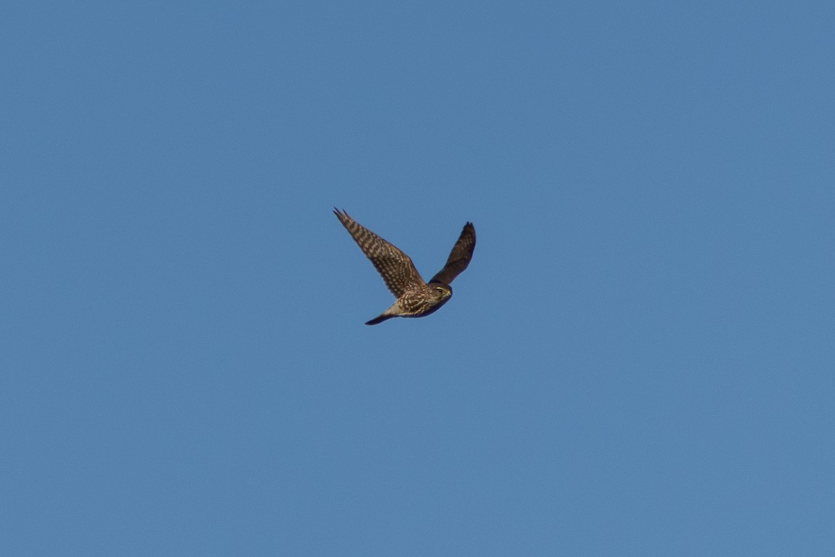 灰背隼(columbarius) - ML646430800