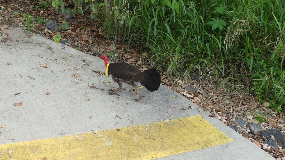 Australian Brushturkey - ML646430801