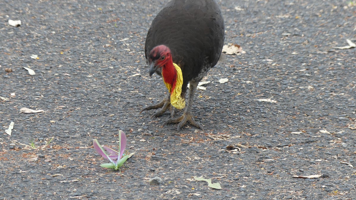 Australian Brushturkey - ML646430802