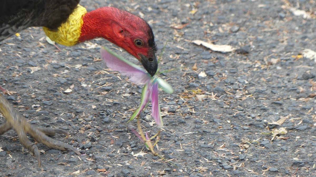 Australian Brushturkey - ML646430803