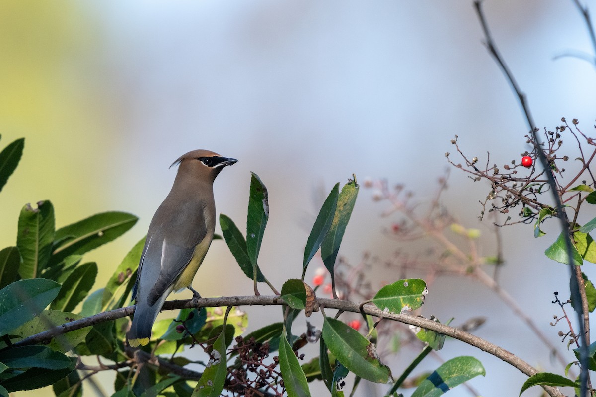 Cedar Waxwing - ML646430804